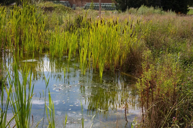 Ein kleiner sumpfiger Teich, umgeben von hohem grünem Schilf und Gräsern, bildet lebendige Lebensräume für Wildtiere, in denen sich der Himmel auf der Wasseroberfläche spiegelt. Im Hintergrund sind Büsche und ein Stapel Heuballen zu sehen.