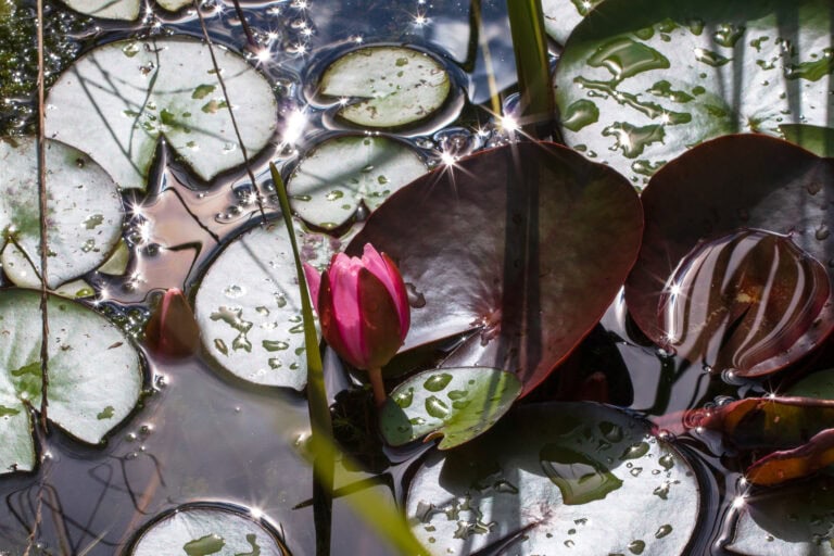 Eine rosafarbene Seerosenknospe, umgeben von grünen Seerosenblättern mit Wassertropfen, wobei einige Blätter teilweise untergetaucht sind. Das Sonnenlicht lässt die Wasseroberfläche sternförmig glitzern und unterstreicht das empfindliche Gleichgewicht der natürlichen Lebensräume.