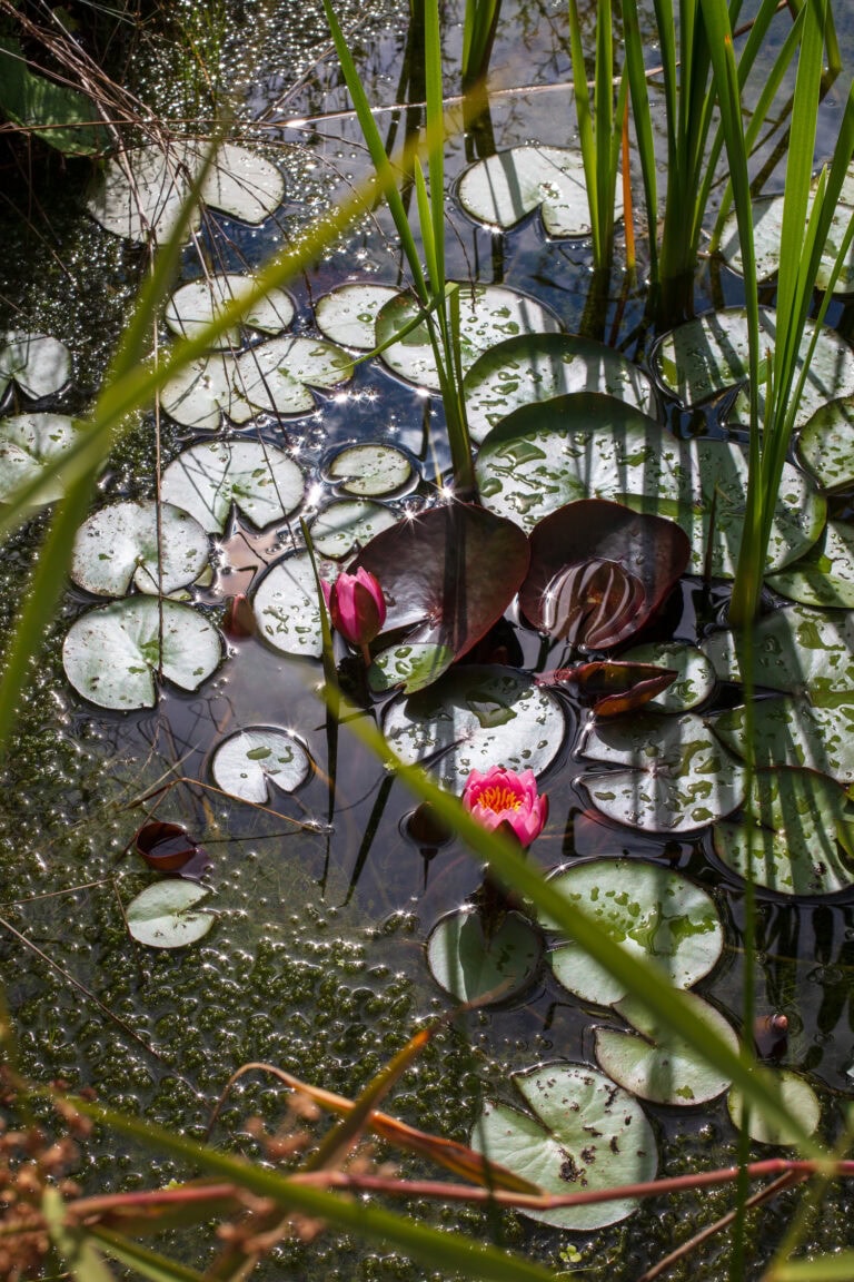 Zwei rosafarbene Seerosen wachsen zwischen runden grünen Seerosenblättern auf einem sonnenbeschienenen Teich, dessen Vordergrund von hohen grünen Grashalmen durchzogen wird - eine Oase, die so ruhig ist wie die sorgfältige Verwaltung exklusiver Gewerbeliegenschaften.