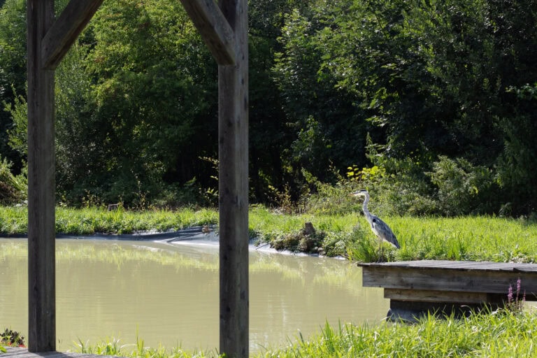 Ein Graureiher steht auf einer hölzernen Plattform neben einem Teich, der von üppigen grünen Bäumen und Gras umgeben ist. Im Vordergrund ist ein Teil eines Gebäudes der Gewerbeliegenschaften-Verwaltung zu sehen.
