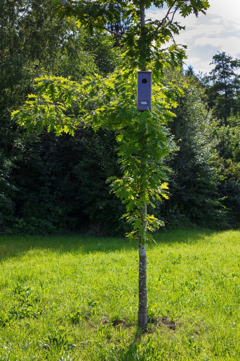 Ein kleines Vogelhäuschen ist am Stamm eines jungen Baumes befestigt, der in einem grasbewachsenen Feld steht und natürliche Lebensräume inmitten von sonnenbeschienenem grünem Laub und einem bewaldeten Hintergrund schafft.