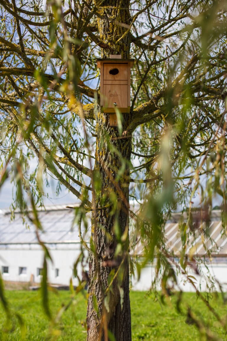 Ein hölzernes Vogelhaus ist auf dem Stamm eines Baumes mit grünem Laub montiert. Im Hintergrund sind ein weißes Gebäude der Verwaltung und der blaue Himmel zu sehen.