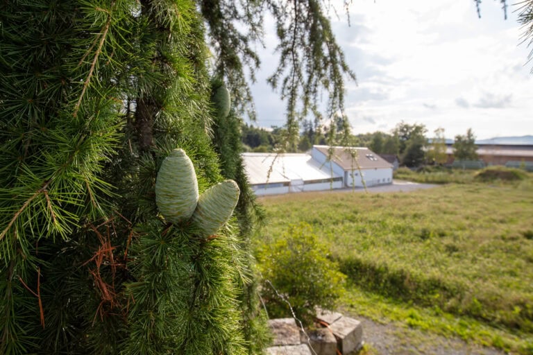 Nahaufnahme von grünen Tannenzapfen und -nadeln auf einem Baumzweig, mit einem unscharfen Hintergrund, der Felder, ein Verwaltungsgebäude mit grauem Dach und einen bewölkten Himmel zeigt.