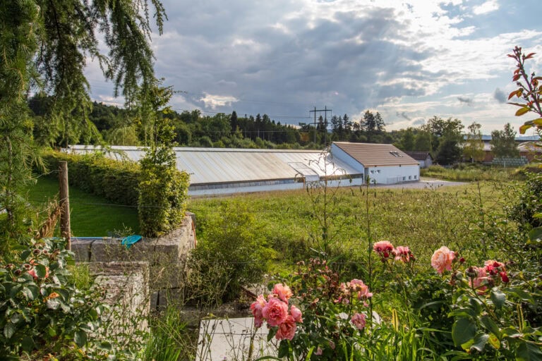 Rosa Rosen blühen im Vordergrund einer ländlichen Szene mit grünen Feldern und einem weißen Gebäude, die harmonische Lebensräume widerspiegeln. Hohe Bäume und Sträucher umgeben diese friedliche ländliche Landschaft unter einem bewölkten Himmel.