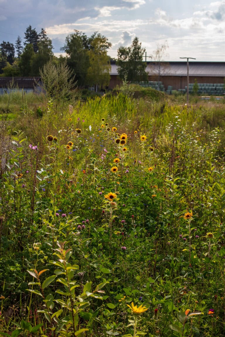 Ein Feld mit Wild- und Sonnenblumen wächst inmitten grüner Vegetation in die Höhe und schafft bunte Lebensräume, mit Bäumen und einem Holzgebäude im Hintergrund unter einem teilweise bewölkten Himmel.