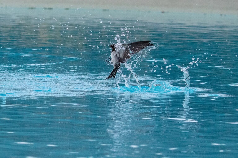 Der Schwanz und die Flügel eines Vogels spritzen Wasser, wenn er von einer hellblauen Fläche abhebt. Die Tropfen sind in der Luft eingefroren und fangen einen flüchtigen Moment der Lebensräume der Natur ein, während der Rest des Körpers meist untergetaucht oder außerhalb des Bildes ist.