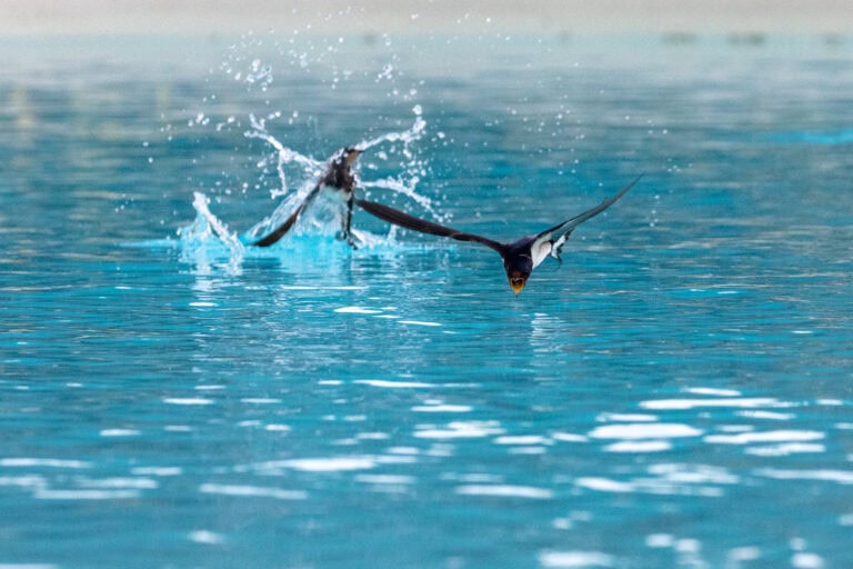 Ein Vogel fliegt im Tiefflug über eine blaue Wasserfläche, gleitet über die Oberfläche und lässt mit ausgebreiteten Flügeln Spritzer hinter sich - auf der Suche nach neuen Horizonten und Lebensräumen.