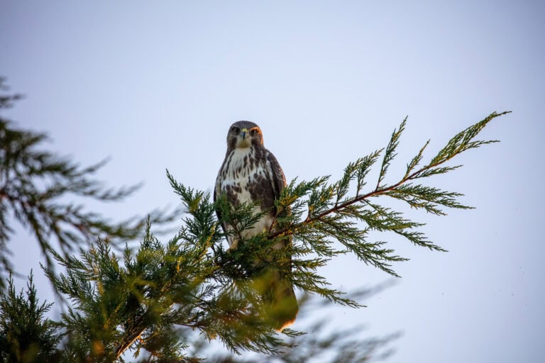 Ein Falke mit braunem und weißem Gefieder sitzt auf einem grünen Zedernzweig und überblickt seine Umgebung wie die Verwaltung von Gewerbeliegenschaften vor einem Hintergrund aus spärlichem Laub und klarem blauen Himmel.