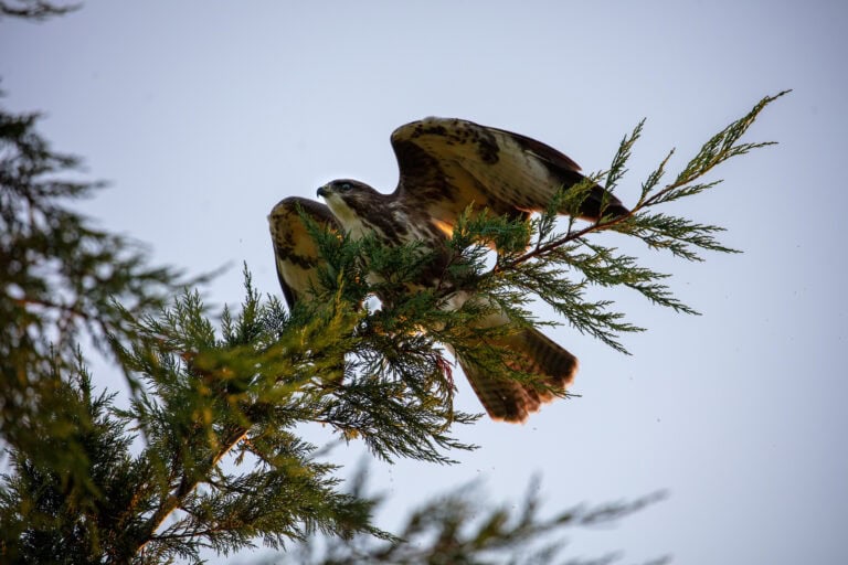 Ein Habicht sitzt mit leicht geöffneten Flügeln auf dem Ast eines Nadelbaums, im Hintergrund der klare Himmel. Das Sonnenlicht scheint durch sein Gefieder und hebt seine Form gegen die natürlichen Lebensräume des Waldes hervor.