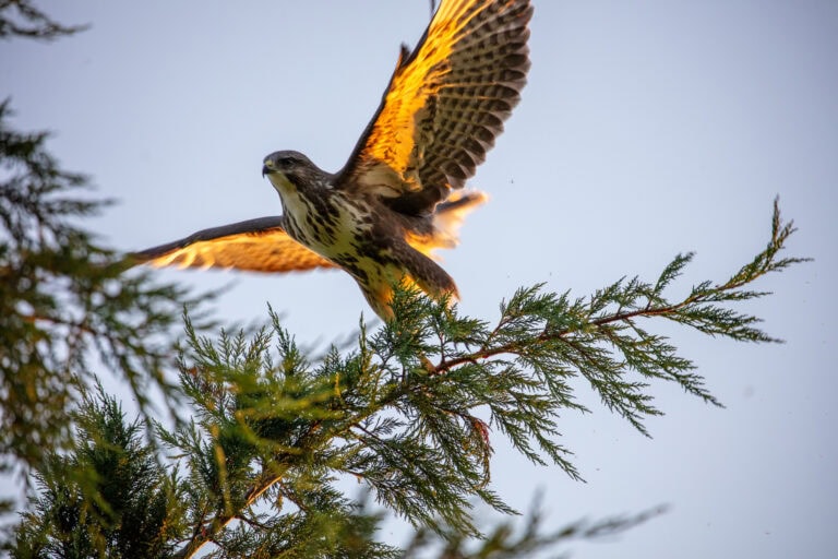 Ein Falke mit ausgebreiteten Flügeln hebt von einem grünen Tannenzweig ab, der vom Sonnenlicht vor einem klaren blauen Himmel angestrahlt wird - ein Symbol für Neuanfänge und Chancen wie exklusive Mietangebote in Gewerbeliegenschaften.