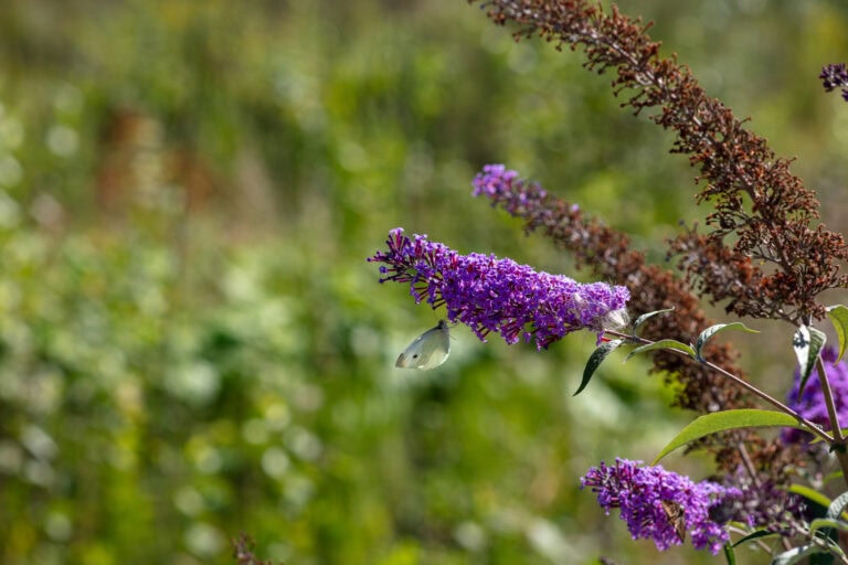 Ein weißer Schmetterling ruht auf einem Büschel leuchtend violetter Blüten, die die Schönheit natürlicher Lebensräume inmitten üppiger grüner Blätter und verschwommener Vegetation im Hintergrund zeigen.