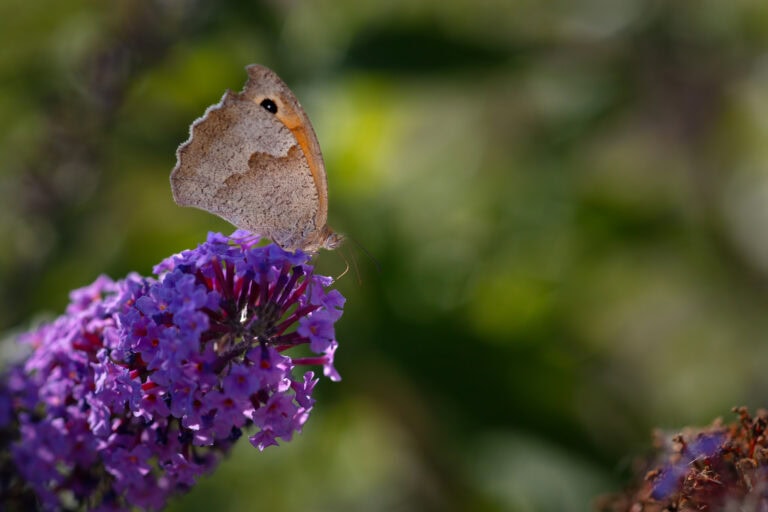 Ein brauner Schmetterling mit gezacktem Flügelrand und schwarzem Augenfleck ruht sich auf leuchtend violetten Blüten aus und genießt natürliche Lebensräume vor einem verschwommenen grünen Hintergrund.