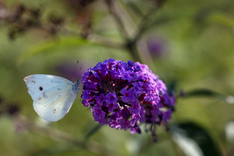 Ein blassblauer Schmetterling mit dunklen Flecken ruht auf einem Büschel leuchtend violetter Blüten. Seine zarte Präsenz ist so fesselnd wie die Entdeckung seltener Mietangebote oder Gewerbeliegenschaften inmitten eines verschwommenen grün-violetten Hintergrunds.