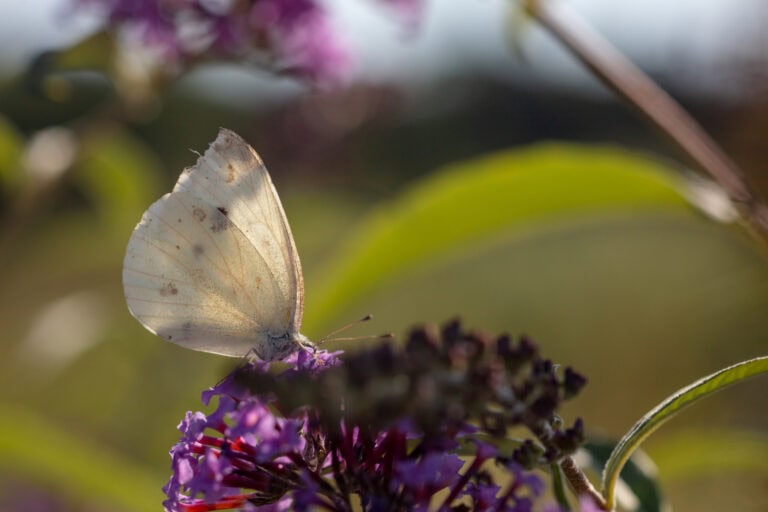 Ein blasser Schmetterling mit leicht zerfledderten Flügeln ruht auf einem violetten Blumenstrauß, umgeben von grünen Blättern und einem sanft verschwommenen Hintergrund - ein Bild, das die Harmonie natürlicher Lebensräume einfängt. Das Sonnenlicht hebt die zarte Textur seiner Flügel hervor.