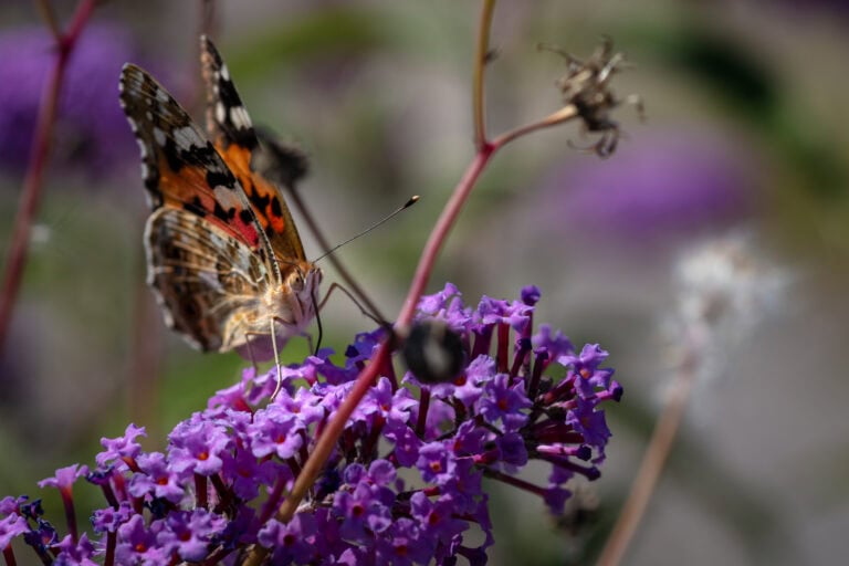 Eine Nahaufnahme eines Schmetterlings mit orangefarbenen, schwarzen und weißen Flügeln, der auf leuchtend violetten Blüten sitzt, umgeben von unscharfen Blüten und grünen Stängeln, die die Schönheit natürlicher Lebensräume hervorheben.