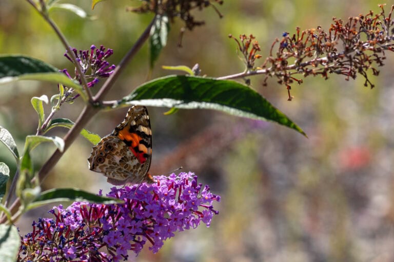 Ein Schmetterling mit orange, schwarz und weiß gemusterten Flügeln ruht auf einem Büschel leuchtend violetter Blüten, während grüne Blätter die Szene einrahmen - wie blühende Mietangebote in der Verwaltung, die zum Entdecken inmitten der friedlichen Vermietung der Natur einladen.