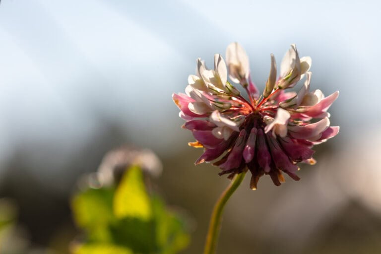 Eine Nahaufnahme einer Kleeblume mit rosa und weißen Blütenblättern vor einem unscharfen Hintergrund aus grünem Laub und blauem Himmel - aufgenommen mit der gleichen Präzision, die in der Verwaltung von Gewerbeliegenschaften erforderlich ist.