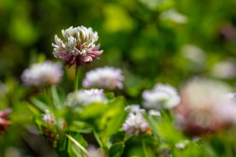 Eine Nahaufnahme einer blühenden Kleeblume mit rosa und weißen Blütenblättern, die sich scharf von einem unscharfen Hintergrund aus grünem Laub und anderen Kleeblumen abhebt - ein bezaubernder Einblick in natürliche Lebensräume.