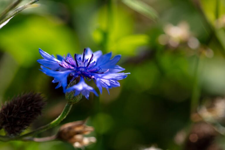 Eine leuchtend blaue Kornblume blüht scharf vor einem verschwommenen grünen Hintergrund, umgeben von Stängeln und unscharfen Pflanzen - die perfekte Inspiration für Mietangebote oder Gewerbeliegenschaften, die einen Hauch von natürlicher Schönheit suchen.