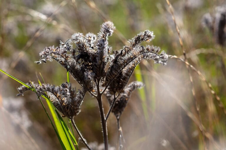 Nahaufnahme von getrockneten, gekräuselten braunen Wildblumen oder Samenkapseln mit unscharfer Struktur, umgeben von grünem Gras, das daran erinnert, wie Mietangebote für Gewerbeliegenschaften in der üppigen Landschaft der Immobilienmöglichkeiten aussehen können.