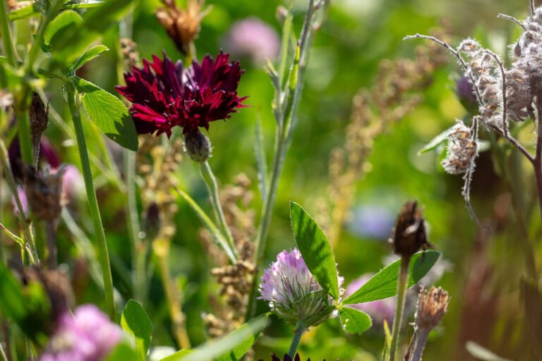 Eine Nahaufnahme von Wildblumen auf einer sonnigen Wiese mit einer dunkelvioletten Kornblume und rosafarbenem Klee hebt die reichen Lebensräume hervor, die neben grünen Blättern und Stängeln gedeihen, mit einem unscharfen Hintergrund aus lebhaftem Grün.