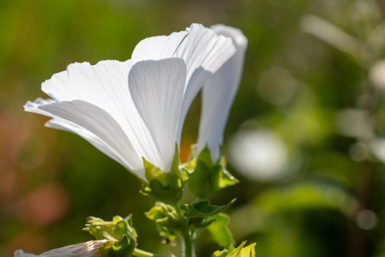 Nahaufnahme einer weißen Blume mit zarten, durchscheinenden Blütenblättern und grünen Blättern vor einem unscharfen natürlichen Hintergrund - das Sonnenlicht, das die Blütenblätter hervorhebt, schafft eine Szene, die so einladend ist wie unsere Mietangebote in Gewerbeliegenschaften.