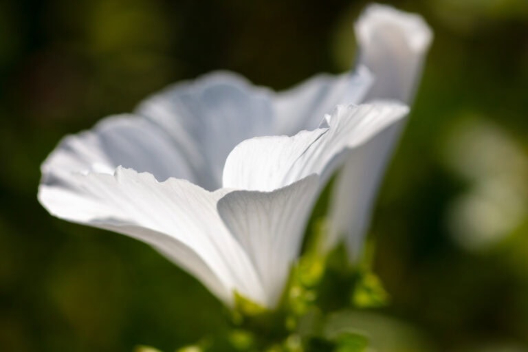 Nahaufnahme einer zarten weißen Blume in voller Blüte, mit weichen Blütenblättern und einem unscharfen grünen Hintergrund, der die komplizierten Details einfängt - ein Spiegelbild der Sorgfalt bei der Verwaltung und Vermietung von Gewerbeliegenschaften.
