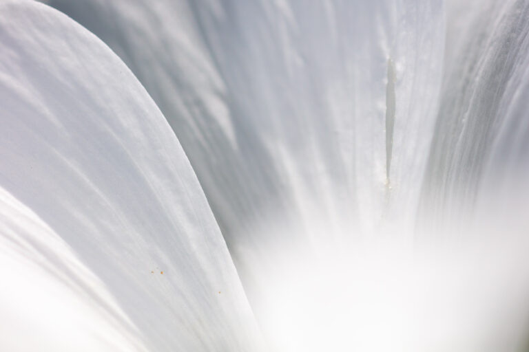 Nahaufnahme von zarten, weißen Blütenblättern, deren Mitte von sanftem Licht erhellt wird, das ein helles, ätherisches Aussehen erzeugt - ein abstraktes Bild, das die Eleganz unserer Mietangebote und professionellen Vermietungsdienste widerspiegelt.