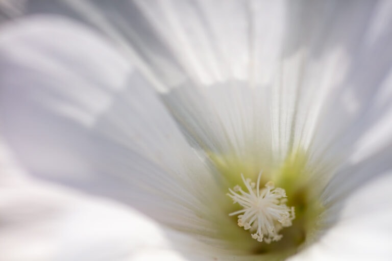 Nahaufnahme der Mitte einer weissen Blüte in der Rüti, Uitikon Waldegg, mit zarten Blütenblättern und feinen Details der Staubgefässe und des Stempels bei weicher Beleuchtung und sanftem Fokus.
