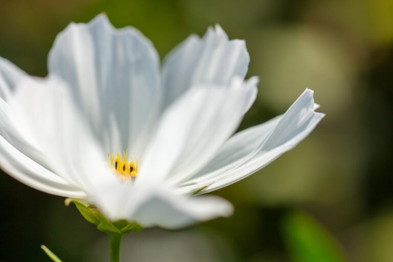 Nahaufnahme einer weißen Blume mit zarten Blütenblättern und gelben Staubgefäßen in der Mitte, vor einem unscharfen grünen und braunen Hintergrund, der die Schönheit natürlicher Lebensräume hervorhebt.