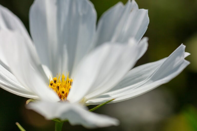 Nahaufnahme einer weißen Blume mit zarten Blütenblättern und gelber Mitte vor einem unscharfen grünen Hintergrund - perfekt, um Mietangebote zu präsentieren oder Gewerbeliegenschaften auf eine frische, einladende Weise hervorzuheben.