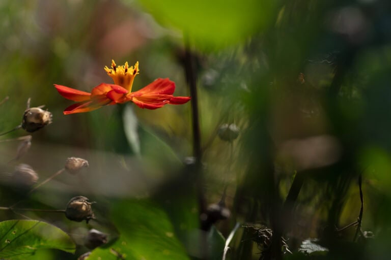 Eine leuchtend orangefarbene Blüte mit gelben Staubgefäßen hebt sich zwischen verschwommenen grünen Blättern und Stängeln ab - ähnlich wie bei den außergewöhnlichen Gewerbeliegenschaften in Vermietung und Verwaltung -, während im Vorder- und Hintergrund einige getrocknete Knospen zu sehen sind.