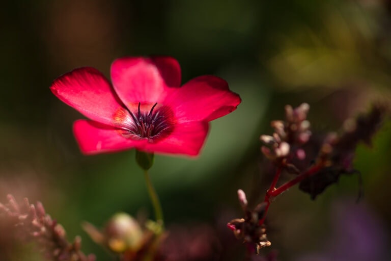 Eine Nahaufnahme einer leuchtend roten Blume mit dunklen Blütenblättern in der Mitte, die sich deutlich von einem unscharfen grünen und braunen Hintergrund abhebt - eine Anspielung auf die Schönheit natürlicher Lebensräume, in denen die Farben der Natur in perfekter Schärfe gedeihen.