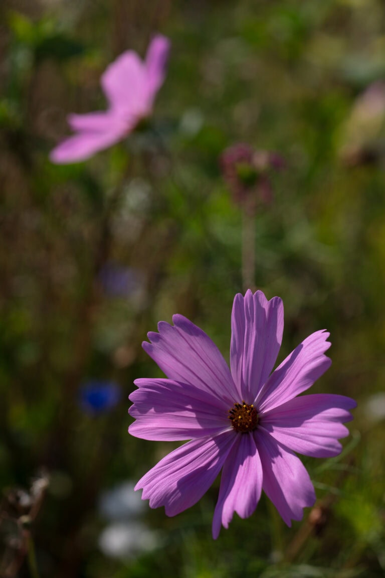 Eine Nahaufnahme einer lilafarbenen Kosmosblüte in voller Blüte, mit einer weiteren, leicht verschwommenen lilafarbenen Blüte im Hintergrund und zartgrünem Laub, das sie umgibt - die Schönheit der natürlichen Lebensräume.