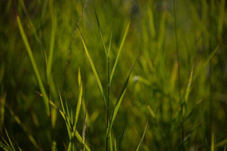 Nahaufnahme von hohen grünen Grashalmen im Sonnenlicht, mit einem weichen, unscharfen Hintergrund, der ein Gefühl von Tiefe und eine lebendige Atmosphäre im Freien erzeugt - perfekt für die Erkundung neuer Lebensräume in unseren Mietangeboten.