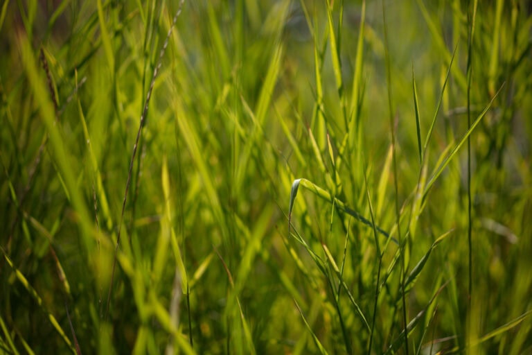 Nahaufnahme von hohen, grünen Grashalmen im hellen Sonnenlicht, mit einem weichen, unscharfen Hintergrund, der eine natürliche, lebendige Szene im Freien schafft - perfekt für die Präsentation von Gewerbeliegenschaften oder Mietangeboten in einer frischen und einladenden Umgebung.