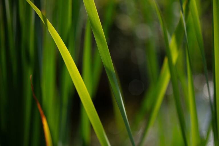 Nahaufnahme von hohen, schlanken grünen Grashalmen mit Sonnenlicht, das einige Blätter beleuchtet, und einem unscharfen Hintergrund, der eine weiche, natürliche Atmosphäre schafft - perfekt für die Präsentation attraktiver Mietangebote für Gewerbeliegenschaften.