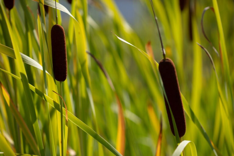 Nahaufnahme mehrerer brauner Rohrkolben, die zwischen hohen, grünen, grasartigen Blättern im hellen Sonnenlicht wachsen. Die Szene strahlt Ruhe aus - so wie die sorgfältige Verwaltung von Gewerbeliegenschaften und Mietangeboten Ordnung mit natürlicher Schönheit verbindet.