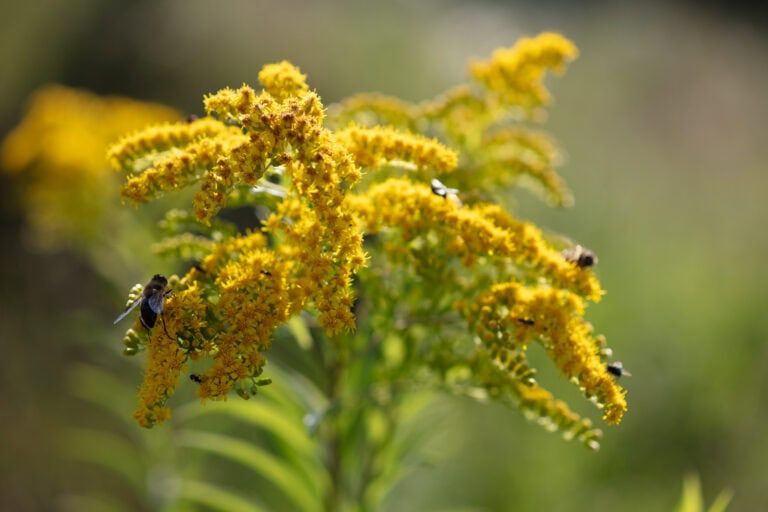 Eine Gruppe leuchtend gelber, blühender Goldruten bietet Lebensräume für Bienen und Insekten, die auf den Blüten sitzen, vor einem verschwommenen grünen Hintergrund.