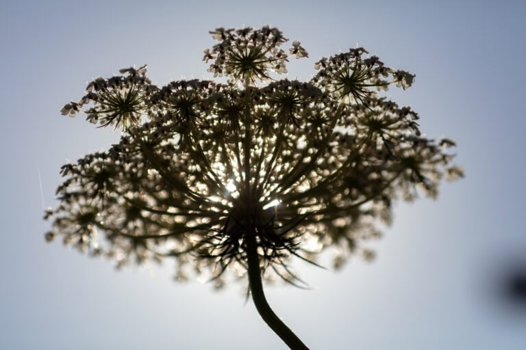 Nahaufnahme einer Wildblume, möglicherweise Königin-Annen-Spitze, mit Sonnenlicht, das durch die zarten Blütenblätter vor einem klaren blauen Himmel scheint - die Lebensräume der Natur in einer dramatischen Silhouette eingefangen.