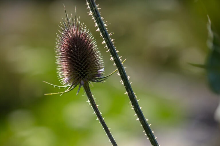Nahaufnahme einer stacheligen Teepflanze mit einem unscharfen, ovalen Blütenkopf und einem langen, dornigen Stängel, der dem einzigartigen Charakter ähnelt, der oft in Gewerbeliegenschaften zu finden ist, vor einem verschwommenen grünen und beigen Hintergrund.