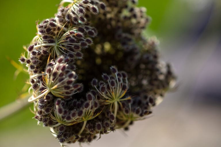 Nahaufnahme eines Büschels kleiner, dunkelvioletter Samen oder Knospen auf einer Wildblume mit grünlichen Stängeln vor einem verschwommenen grünen und grauen Hintergrund - ein Detail der Natur, das an die Verwaltung diverser Mietangebote erinnert.