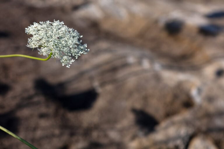 Eine Nahaufnahme einer zarten weißen Wildblume mit winzigen Blüten an einem einzelnen grünen Stängel vor einem unscharfen, felsigen braunen Hintergrund, der die einfache Schönheit einfängt, die in der Nähe von Gewerbeliegenschaften oft übersehen wird.
