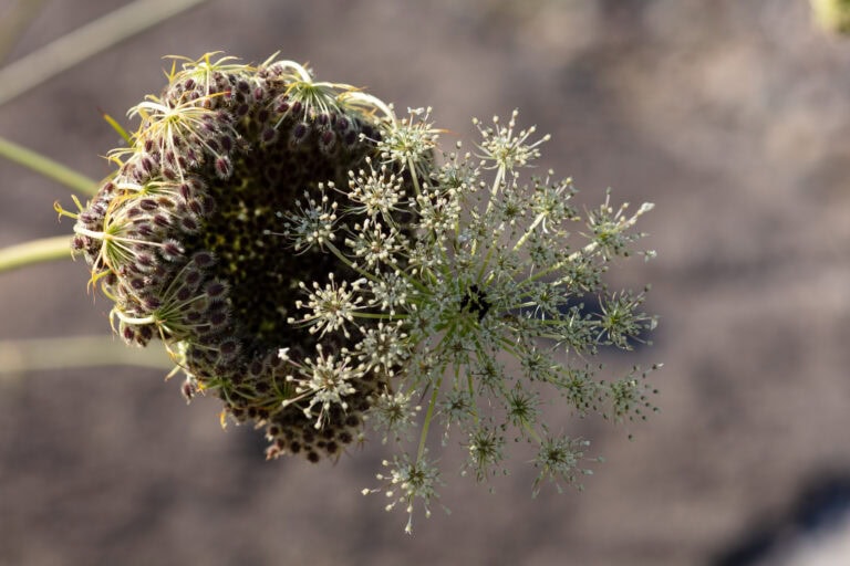 Nahaufnahme einer Wildblume mit zarten weißen, spitzenförmigen Blütenblättern rechts und einer Ansammlung dicht gepackter, dunkler Samenkapseln links, die an blühende Lebensräume erinnern, vor einem unscharfen, neutralen Hintergrund.
