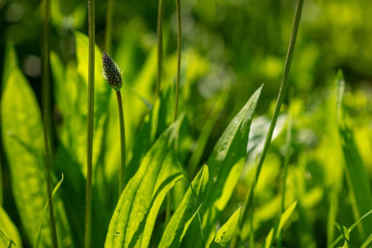 Nahaufnahme von grünem Gras und einer einzelnen Wegerichblüte zwischen hohen, schlanken Blättern, wobei das Sonnenlicht durch das Laub scheint und die Schönheit der naturnahen Lebensräume widerspiegelt.