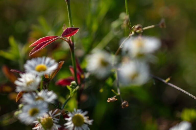 Nahaufnahme von weißen, gänseblümchenartigen Blüten mit gelber Mitte und einigen rötlichen Blättern vor einem unscharfen grünen Hintergrund, der an natürliche Lebensräume im Freien erinnert.