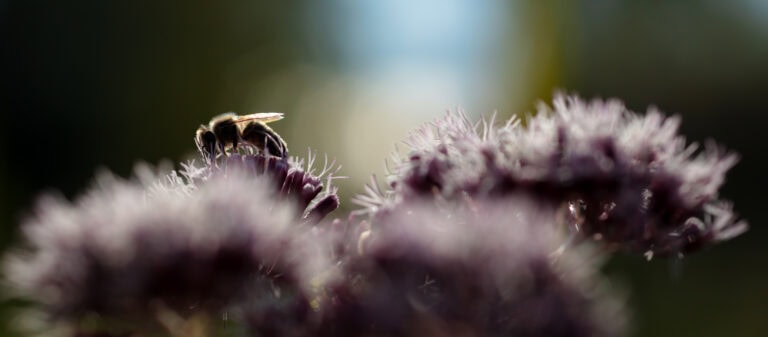 Die Nahaufnahme einer Biene, die auf der Spitze einer violetten, stacheligen Blüte sitzt, hebt ihre Flügel und ihren Körper zwischen den weichen Blütenblättern hervor - ein intimer Einblick in natürliche Lebensräume mit einem verschwommenen grünen und blauen Hintergrund.