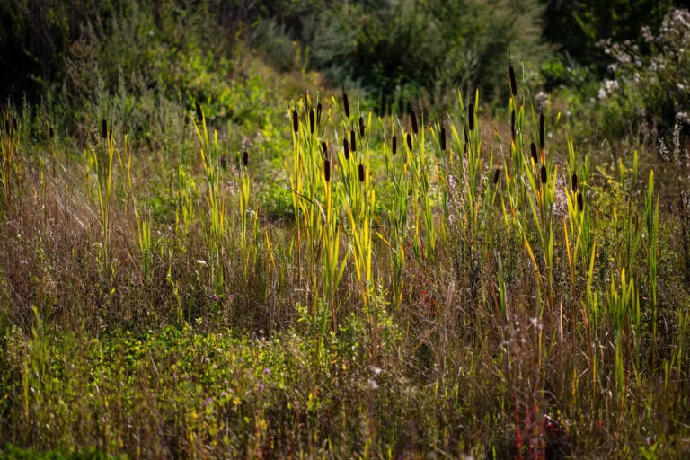 Hohe Rohrkolben mit braunen, zylindrischen Blütenköpfen stehen inmitten von grünen und braunen Gräsern in einem sonnenbeschienenen, bewachsenen Feld - einem der vielfältigen Lebensräume der Natur - umgeben von belaubten Büschen und dichter Vegetation.