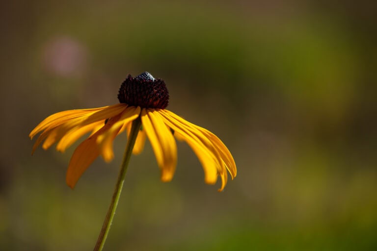 Eine Nahaufnahme eines einzelnen gelben Sonnenhuts mit dunkelbraunem Zentrum steht vor einem unscharfen grünen Hintergrund, dessen Blütenblätter anmutig nach unten hängen - und die einfache Schönheit natürlicher Lebensräume einfangen.