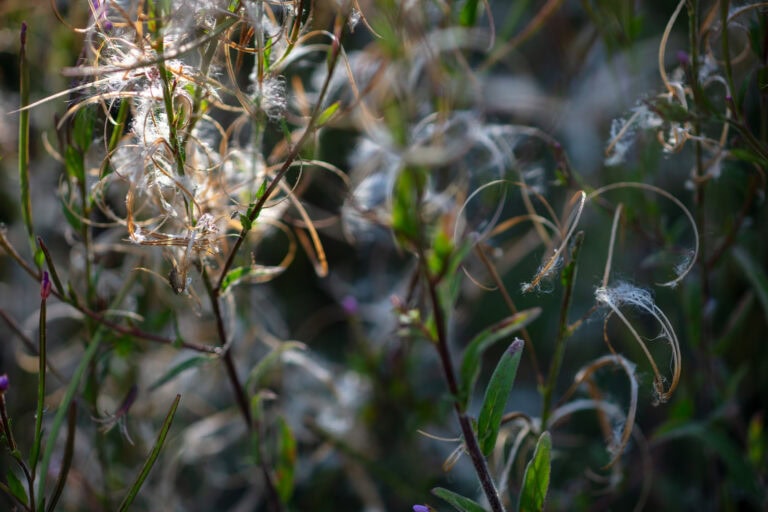 Nahaufnahme von Wildpflanzen mit dünnen, gekräuselten, weißen Samenfasern, die sich um grüne Stängel und Blätter winden, die vom Sonnenlicht sanft beleuchtet werden und eine zarte und komplizierte Textur erzeugen - ähnlich wie bei der Entdeckung einzigartiger Mietangebote in Gewerbeliegenschaften.